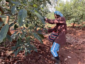 A farmer in Kenya harvesting avocados from a tree in a farm.